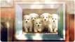 How To Potty Train A Bichon Frise Puppy