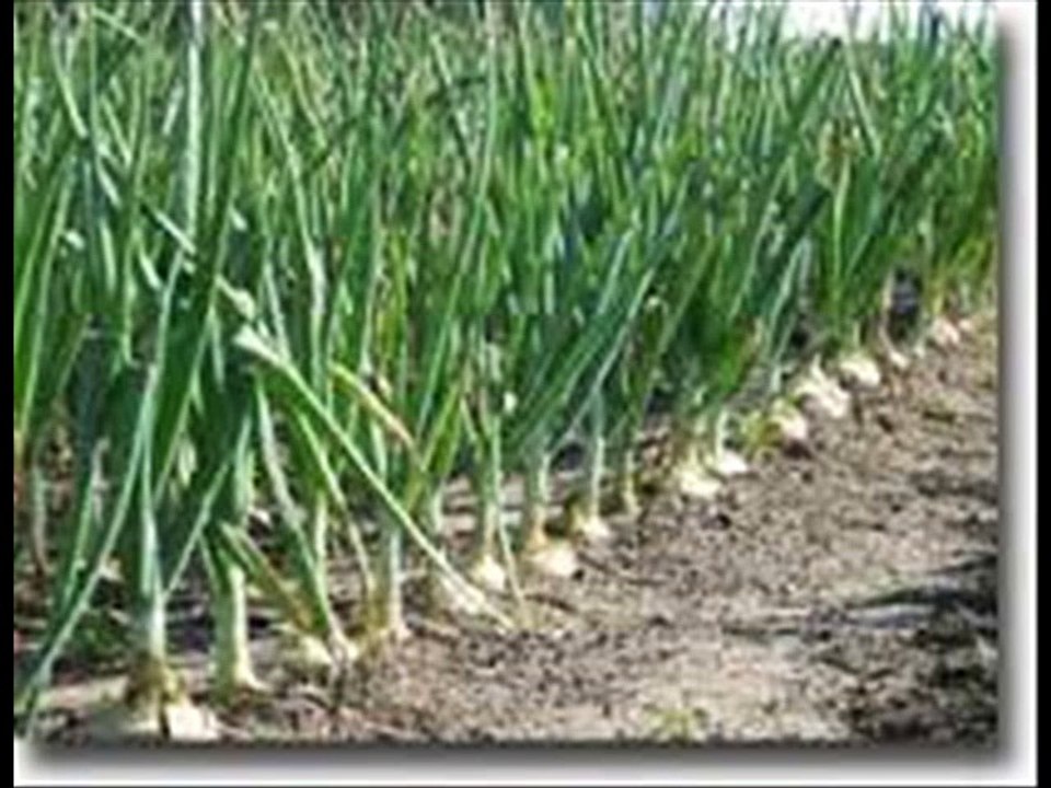 Piyaz/ Onion ki kasht Punjab aur Sindh by Dr.Ashraf Sahibzada