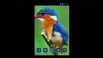 Kingfisher Bird - Free Theme With Amazing Icons For Android Device
