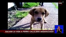 El milagro de un perro callejero desahuiciado enternece a las redes sociales - CHV Noticias