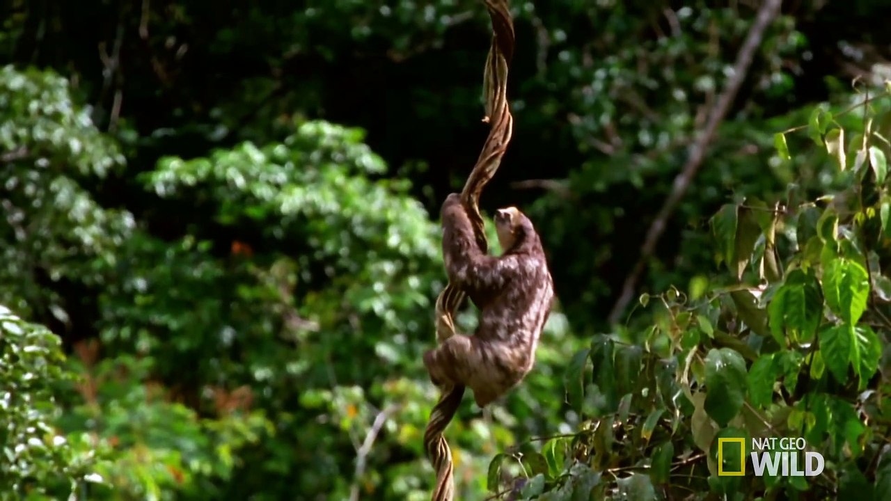 Aerial Ambush Predator