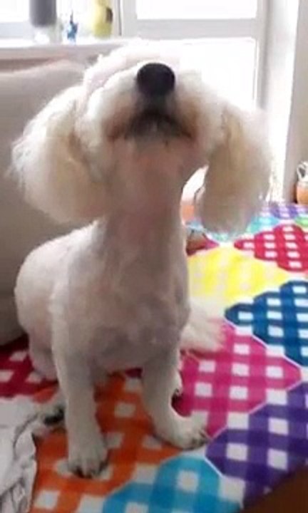 Bichon Frise singing