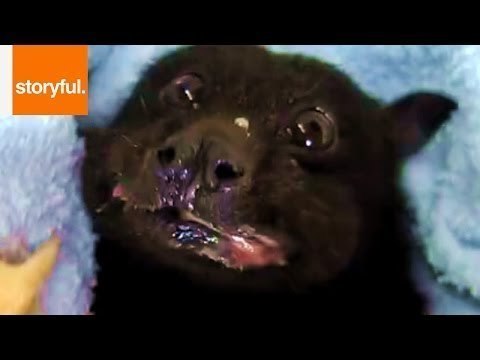 Rescued Fruit Bat's Happiness Returns With a Banana