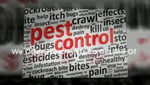 Termite Pest Control In Frisco TX:  Keep Termites From Destroying Your Home