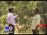 Bharuch: Unseasonal rains push up prices of mangoes - Tv9 Gujarati