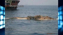 Gigante y Extraña Criatura Marina Encontrada en el Golfo Pérsico _ MysteryLeaks.com (720p)