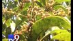 Unseasonal rain leaves mango farmers worried - Tv9 Gujarati