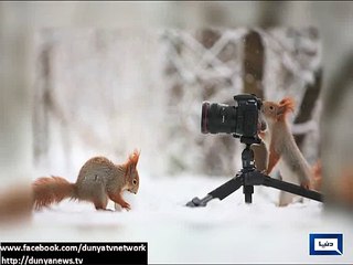 Dunya news-Photographer snaps pair of red squirrels playing with snowballs