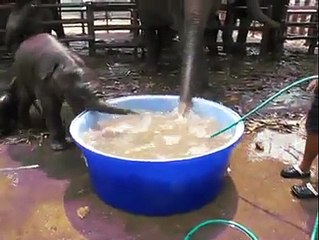 Indeed  You Will Not See Such A Beautiful Elephant