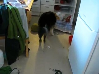 Disc dog back vault using clickertraining