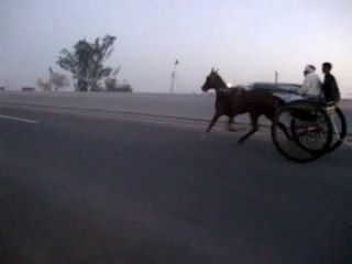 horse race try naseeba wali gori lahore