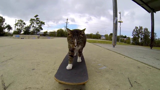 Adorable Skateboarding Cat