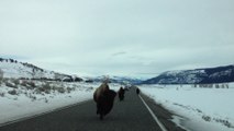 Yellowstone buffalo attacking a car in the middle of the road...