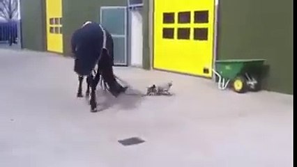 Walk This Way   Looks Like The Puppy Enjoyed Doing That