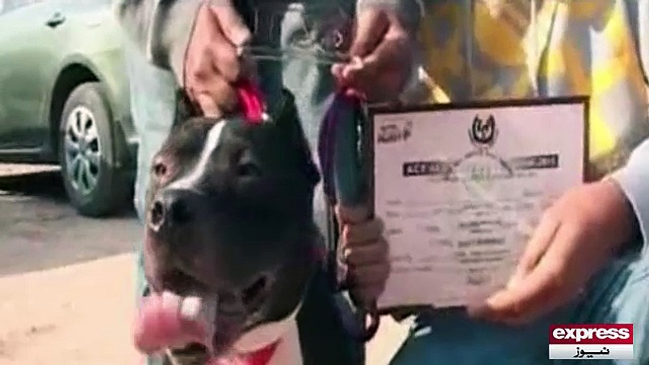 Dog show