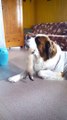 Kitten VS big St. bernard dog... Funny fight!