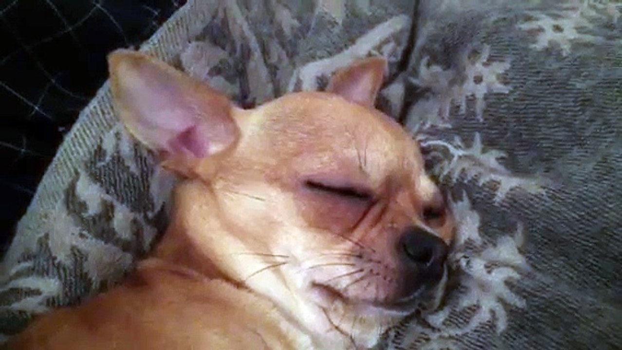 Un petit Chihuahua trop mignon qui ronfle comme un bébé