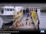 Dunya news- Aoshima, a japanese island where an army of feral cats rules