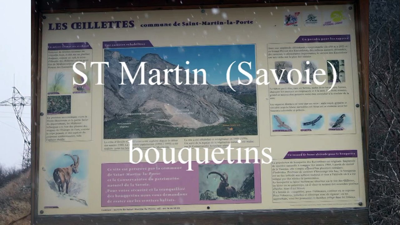 bouquetins 2015