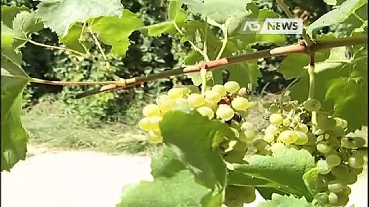 TERRENI DI PROSECCO DOC