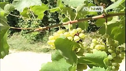 TERRENI DI PROSECCO DOC