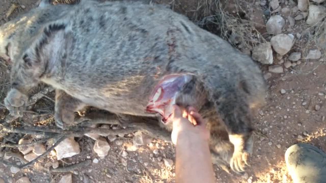 Un bébé wombat sauvé par deux Australiens