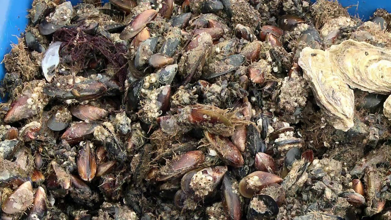 Austernfischer auf der Krim: Profiteure des Embargos
