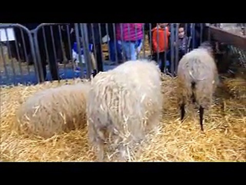 Salon d'agriculture porte de versailles