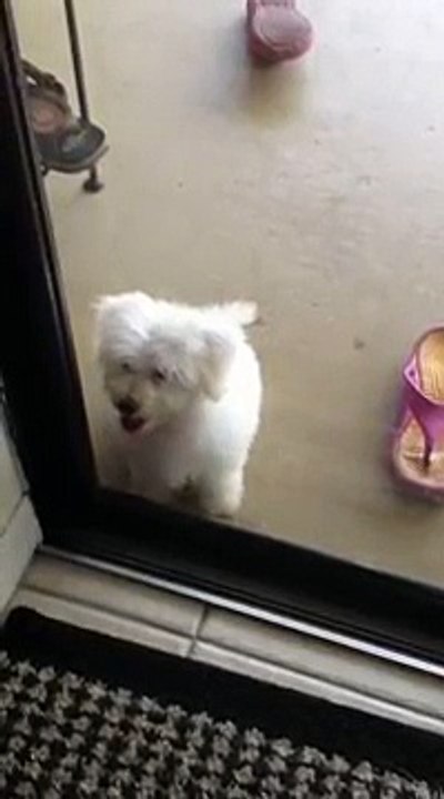 Bichon Frise 14 weeks
