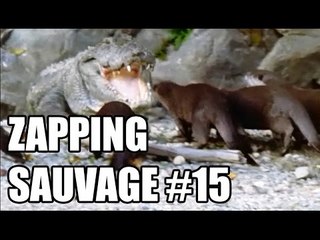 Des loutres plus fortes qu'un crocodile ! - ZS n°15