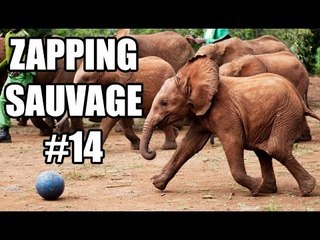 Des éléphanteaux jouent au foot - ZS n°14