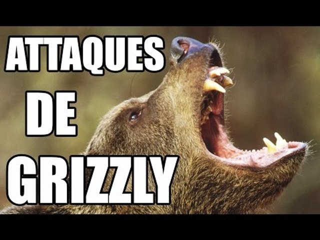 ATTAQUES D'OURS - ZAPPING SAUVAGE