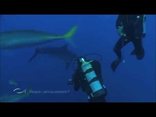 DANSE AVEC LES REQUINS