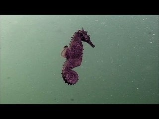 Le petit monde de Thau - Thalassa (extrait-2)