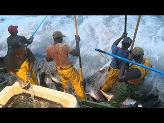 Course contre le thon - Thalassa (extrait2)