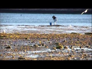 Plongée en basse Californie (extrait2) Thalassa