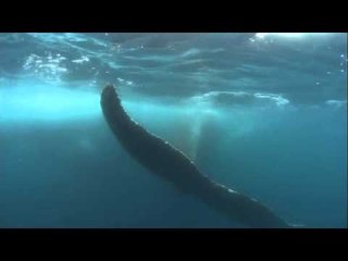 Antarctique, danse avec les baleines - Thalassa (extrait)