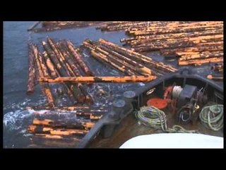 Les aventuriers du bois (extrait) - Thalassa