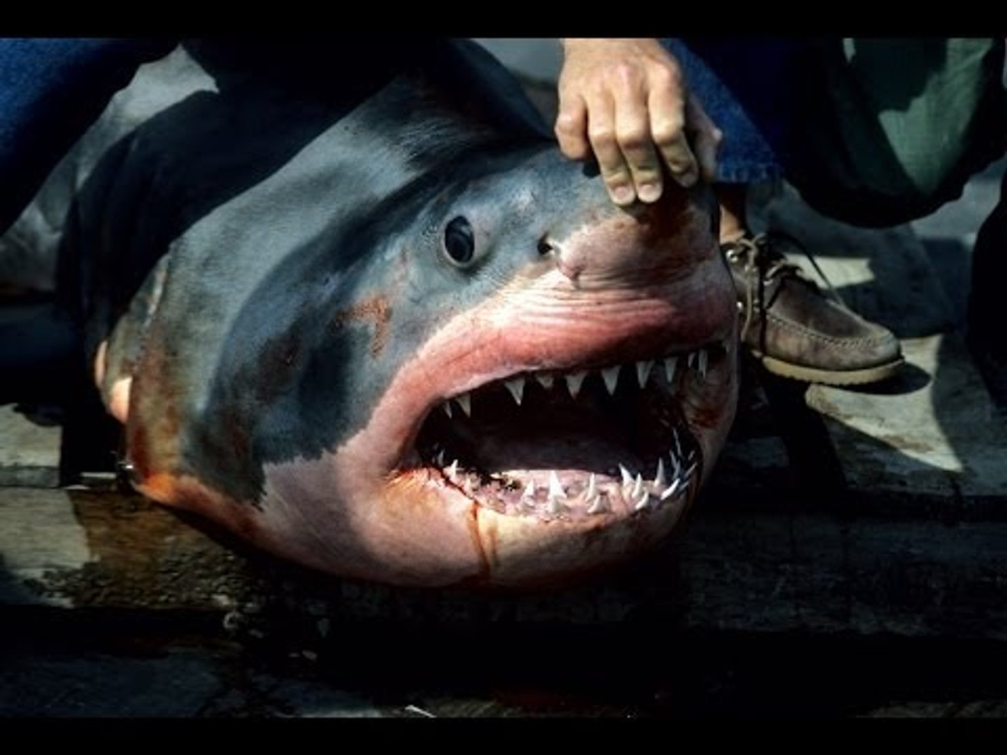 Le requin blanc du Leman - Vidéo Dailymotion