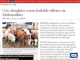 Dunya News - India bans cow slaughter in Maharashtra