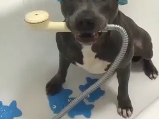 Plus chou tu meurs !