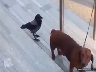 Ce pigeon a trouver comment rendre fou un pauvre chien !