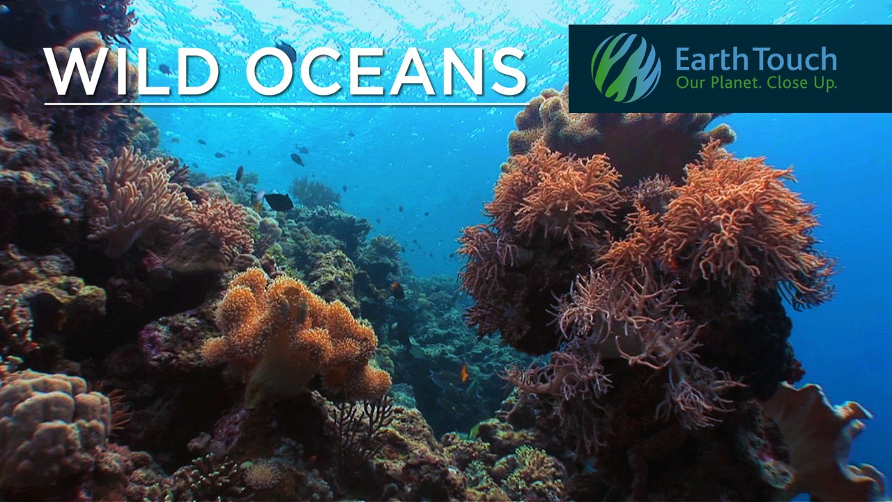 Take a moment to escape into the beautiful waters of Indonesia