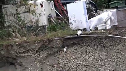 Mãe salvando seu filhote