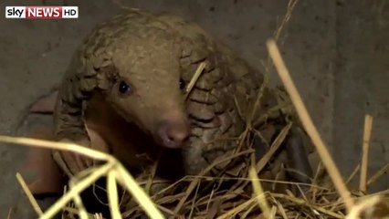 Sky News_Pangolin_ The Fight To Save World's Most Hunted Animal 3Mar15