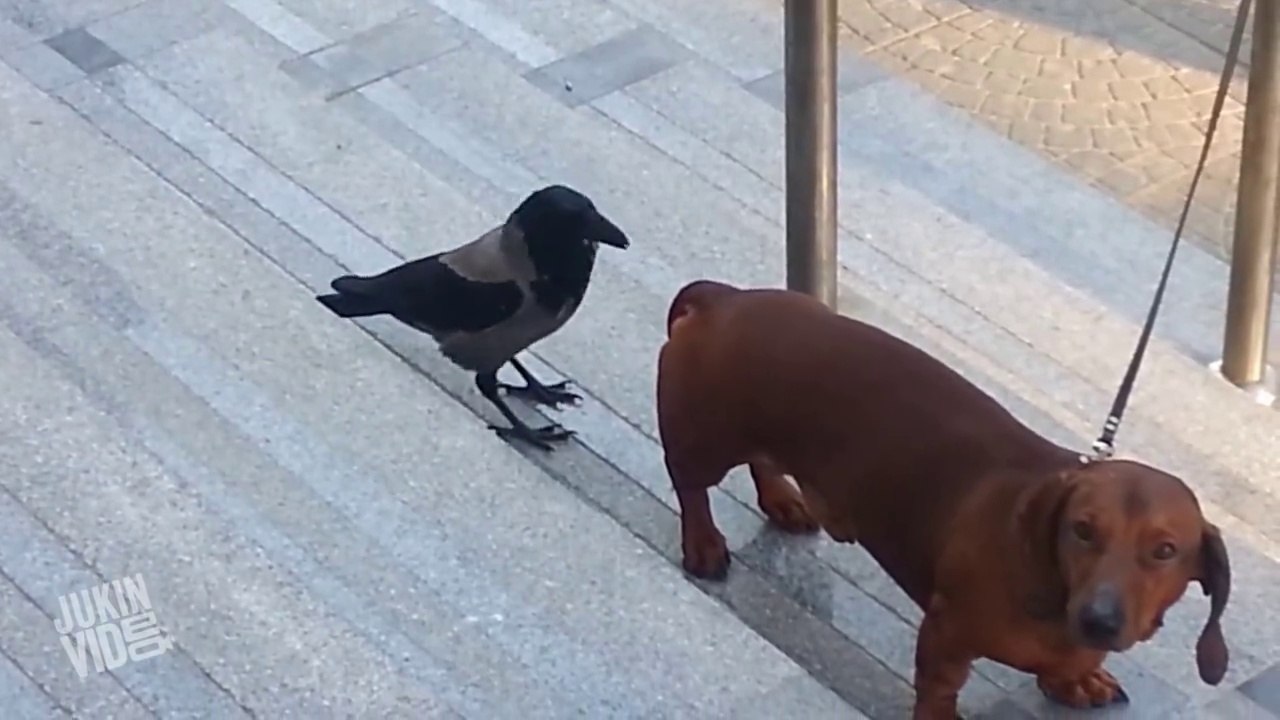 Crow Teasing Dog. Very Funny
