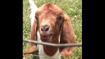 Une scène de Pulp Fiction avec un chevreau