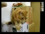 Cat goes insane when automatic feeder set on a timer is turned on.