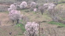 Hasankeyf İlçesine Erken Gelen Baharla Badem Ağaçları Çiçek Açtı