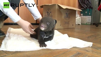 Encuentran un adorable cachorro de oso abandonado
